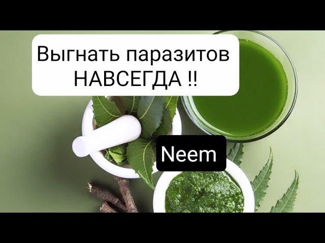 Ним порошок | Очищение организма | Паразиты