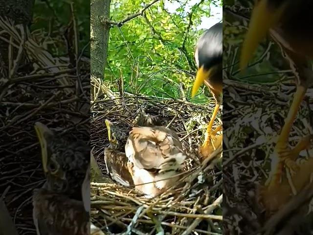 Life in the Nest: Adventures of Myna Bird Babies