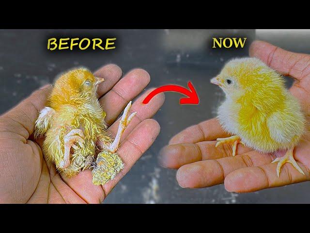 Successfully Saved life of Baby Chick - Rescue Sick Baby chicken