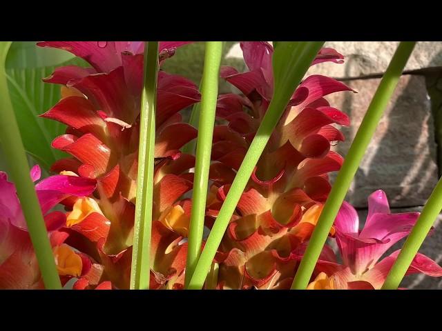 How To Grow Orange Torch Ginger plant/ 如何种橘色火炬姜花植物