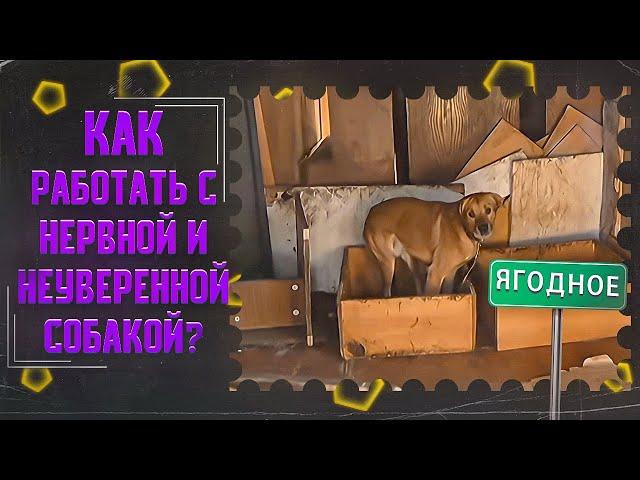 Как работать с нервной и неуверенной собакой (Приют в Ягодном)