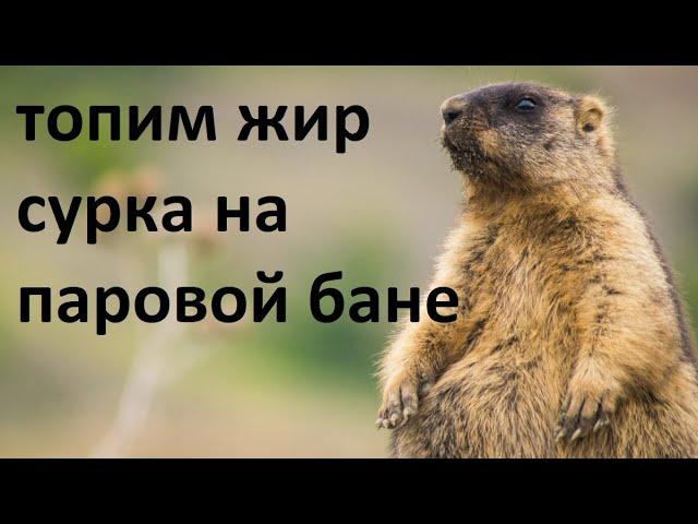 Как топить жир Сурка на паровой бане правильно!