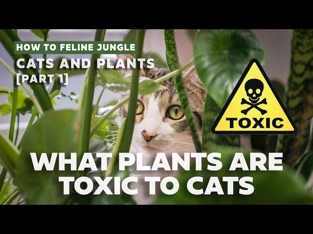 COMMON TOXIC & PET-FRIENDLY HOUSEPLANTS TO CATS