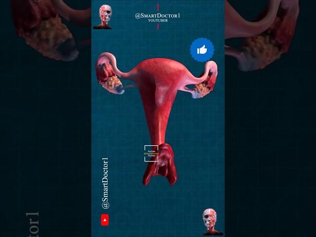From Vaginal Opening to Uterus Depth | Female Reproductive System ‍️