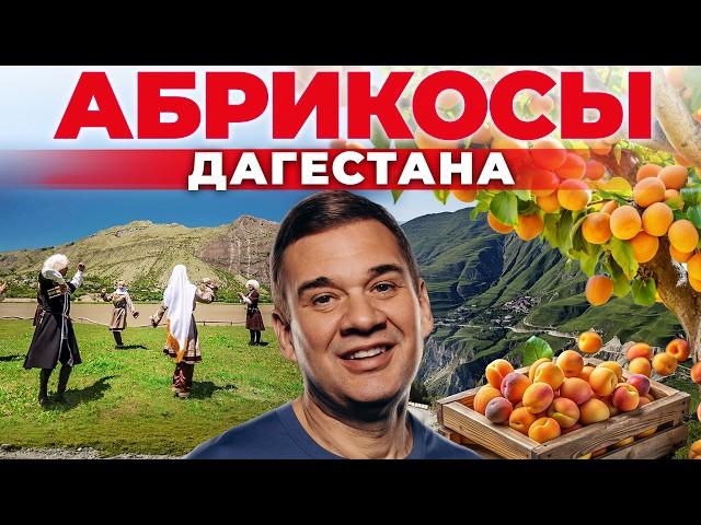 Как вырастить абрикос из косточки. Плодовые сады на Кавказе. Дагестан Своя еда