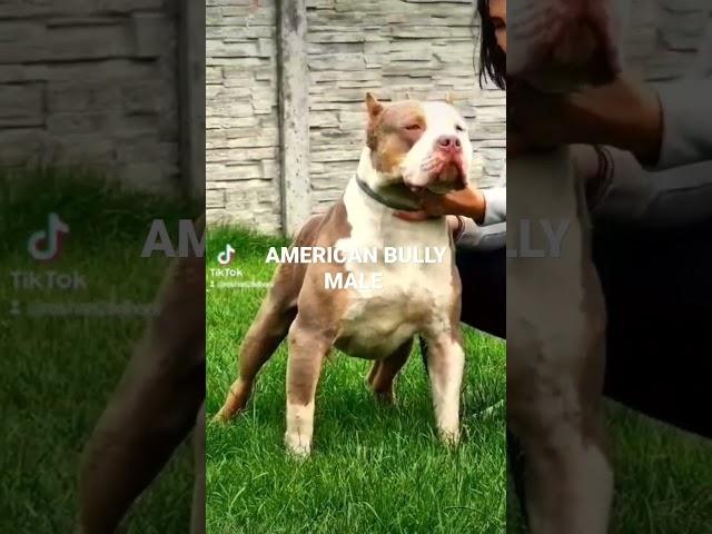 AMMERICAN BULLY LOVERS #petfriendly #petfriendly #americanbully #americanbully #dog #hugo  #bullet