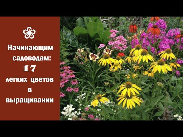  Начинающим садоводам: 17 легких цветов  в выращивании