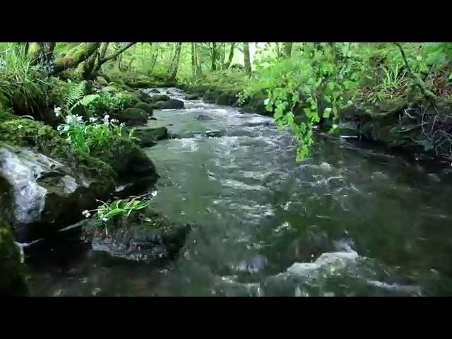 8 horas de águas descendo do riacho p Relaxar dormir meditar