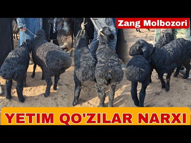 SURXONDARYO MUZRABOT ZANG MOLBOZORI QO'Y QO'ZI QO'CHQOR NARXLARI 20.01.2024