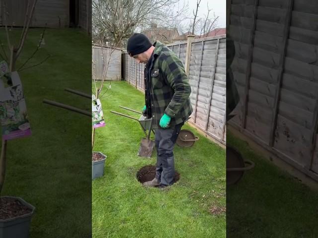 Planting a Plum Tree and creating a mowing bed! #satisfying #plants #gardening #lawncare #diy #tree