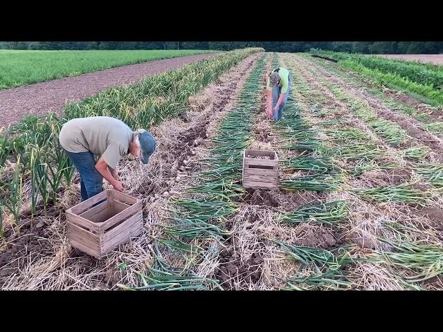 Organic No-Till Garlic