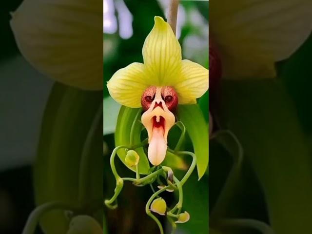 #lovelyorchid#orchidlower#flowerlover#shortvideo #dristirekha