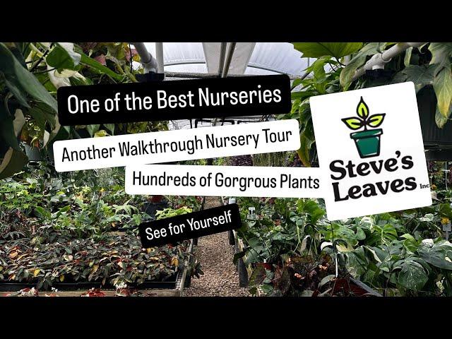 Steve's Leaves Another Indepth Plant Nursery Tour See Gorgeous Begonias and 100s of Plants