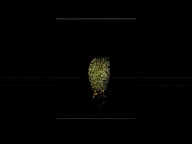 SCP-1049 - Сова-костоед