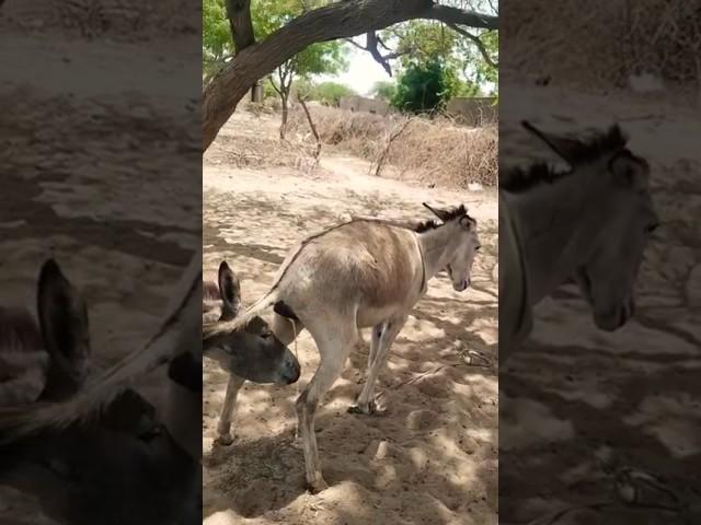 #Donkeys#animals#pets#viral #video#nature