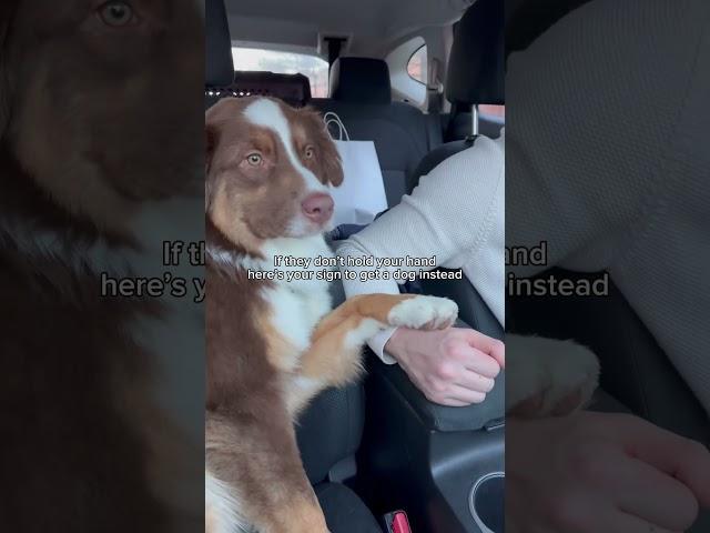 This is your sign to get a dog  #australianshepherd #dogs #dogshorts