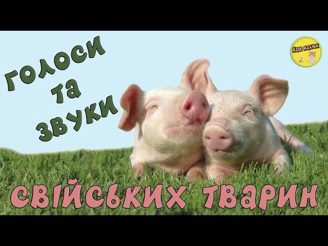 Свійські тварини, їх звуки та голоси | Розвиваючі відео для найменших