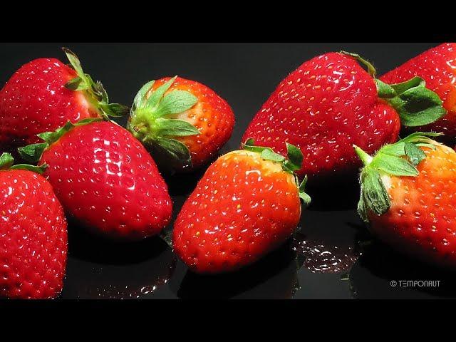 Rotting Strawberry Time-Lapse