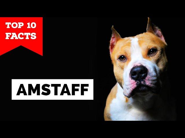 American Staffordshire Terrier - Top 10 Facts [Amstaff]