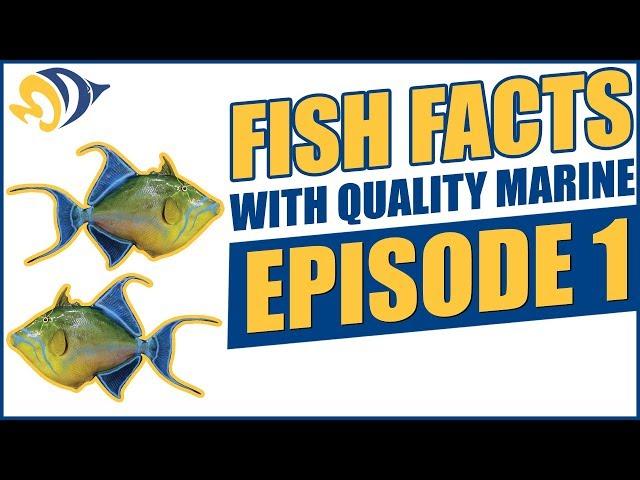 Fish Facts with Quality Marine, Episode 1 - Reef Safe Triggerfish