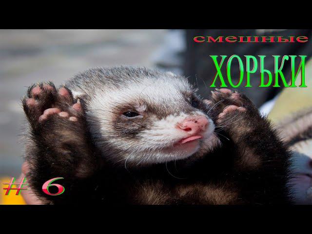 Подборка видео приколов выпуск 6. ХОРЬКИ.  Compilation funny videos with ferrets №6