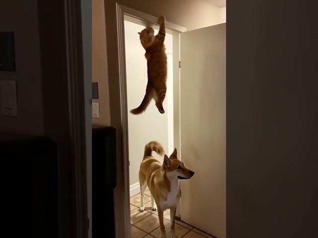Cat Hangs for Dear Life While Dog Has No Clue 