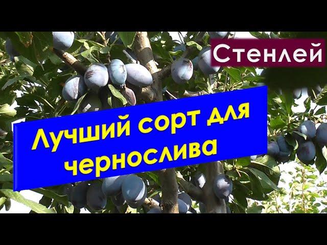 Лучший сорт сливы на чернослив.