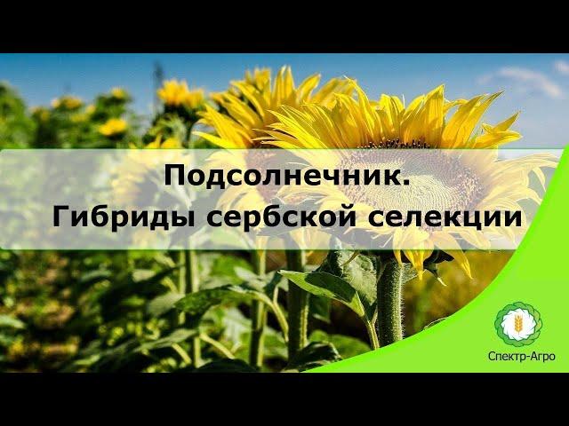 Подсолнечник. Гибриды сербской селекции.