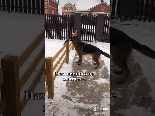 Рон Ральфович #shorts