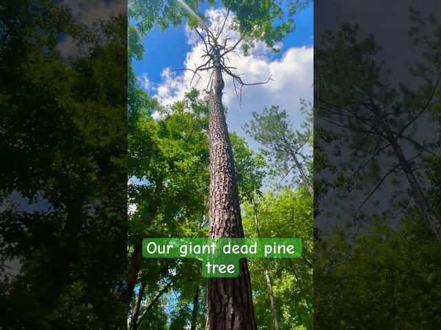 #itsdead #hitbylighning