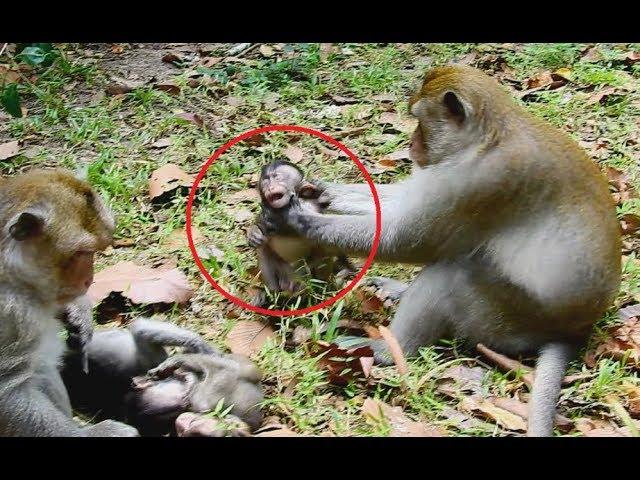 So pity baby! Big monkey strangled baby monkey very strong/Wild Monkey