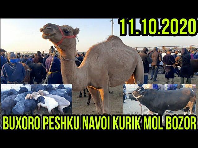 BUXORO PESHKU NAVOI KURIK MOL BOZOR. БУХОРО ПЕШКУ НАВОИ КУРИК МОЛ БОЗОР.   11 октября 2020 г.