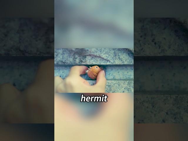 The boy eats hundreds of hermit crabs every day.