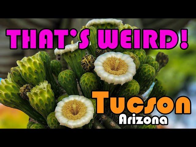 Tucson Arizona | WEIRDEST FACTS About Tucson, AZ