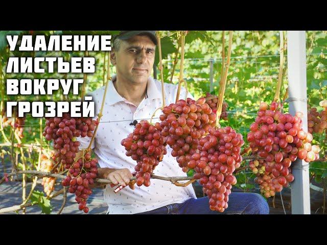 Когда и почему нужно удалять листики винограда вокруг гроздей?