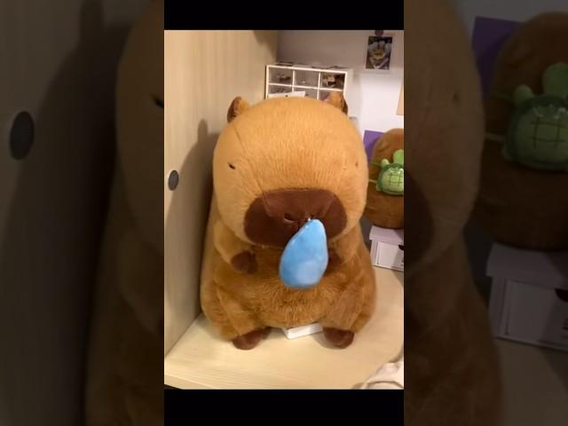 #iboop #iBOOP #capybara #peluche #peluches #fyp #plushtoys #plush #plushies #capibara #dolls