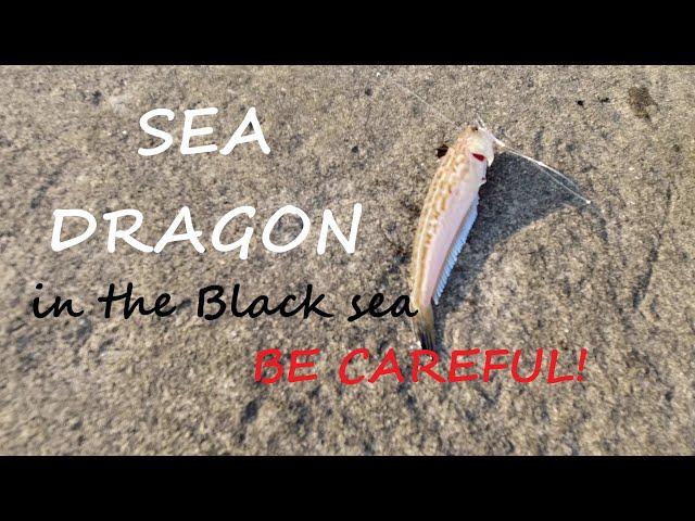 Black Sea danger: Sea Dragon. The most poisonous fish in the Black sea.