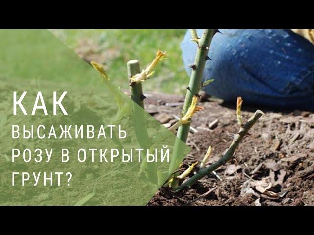 Как сажать розы в открытый грунт?