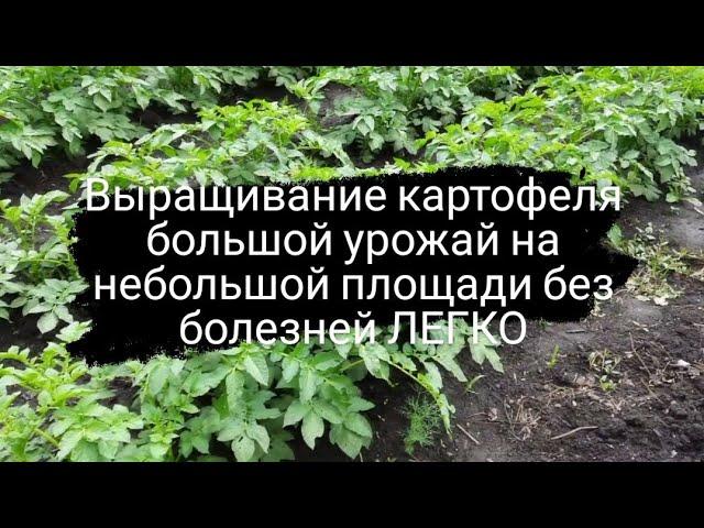 Как вырастить хороший высокий урожай картофеля на маленьком участке