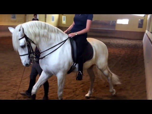 Horseback riding in Portugal 2016