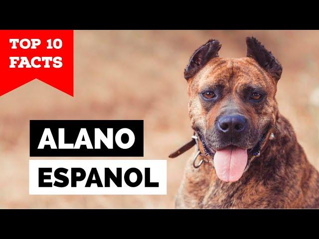 Alano Español - Top 10 Facts