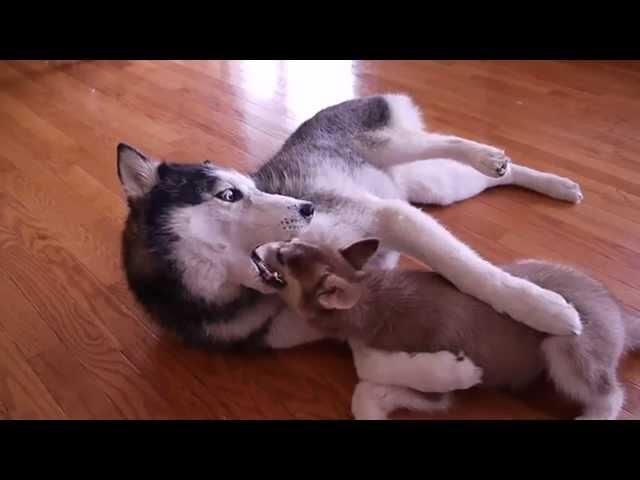 Mishka Snuggles with the Puppy Laika the Husky!