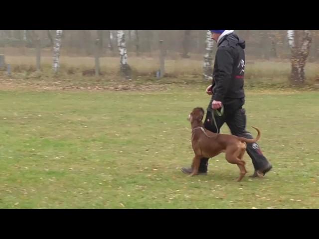 BH-Prüfung Hexe (Good-Girl vom Hause Rehberg) am 26.11.2016 in Torgau