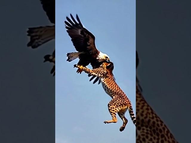 Eagle in skye high with cheetah part (1). Best short clip 