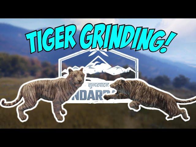 Grinding TIGERS On SUNDARPATAN Live!