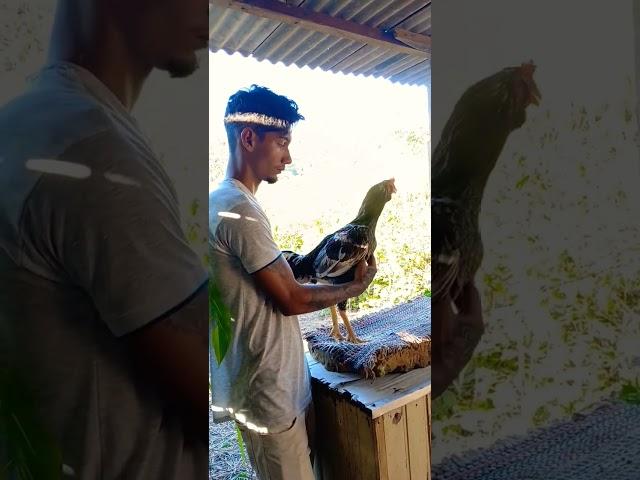 #bed #chicks #quality #bearded #borabora #cyclone #backyard #rooster #matrix #so