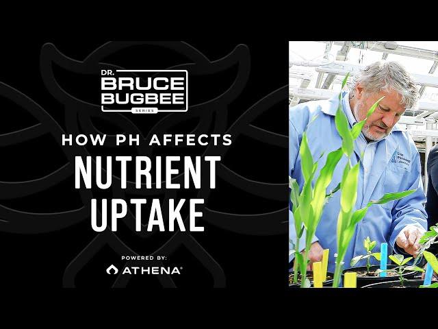 Bruce Bugbee Series – How pH Affects Nutrient Uptake