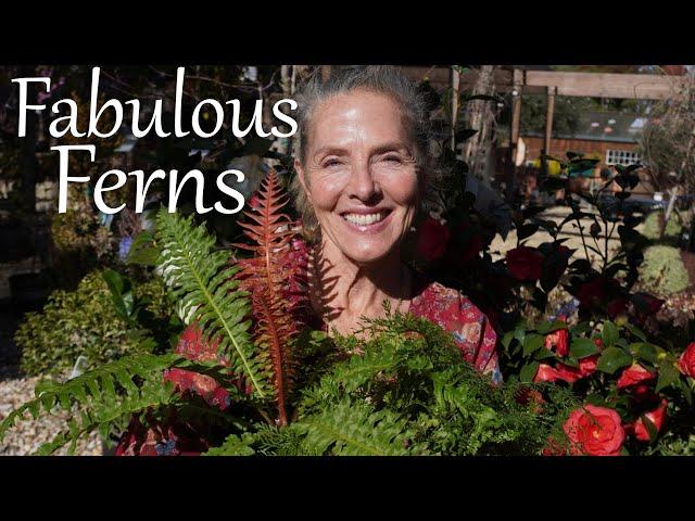 Fabulous Ferns and How to Grow Them!#gardeningtips #ferns #gardening