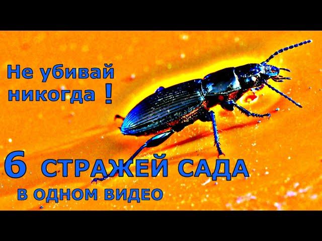 ПОЛЕЗНЫЕ насекомые. 6 яростных ЗАЩИТНИКОВ сада и огорода