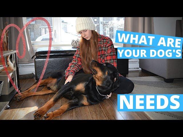 How to have a well balanced dog- What are your dogs needs.